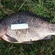 Prussian carp