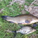 Tench