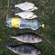 Eurasian perch