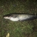 Suckermouth catfish or common pleco