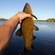 Tench
