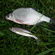Silver Bream