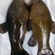 Tench