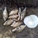Carp bream