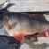 Eurasian perch