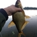 Carp bream