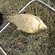Prussian carp
