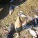 Carp bream