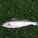 Pike perch