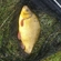 Crucian carp
