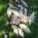 Carp bream