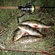 Eurasian perch