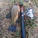 Tench
