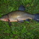 Tench