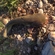 Wels catfish