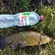 Tench