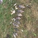 Carp bream