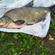 Carp bream