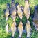 Tench