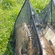 Carp bream