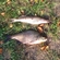 Carp bream