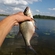 Carp bream