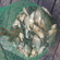 Carp bream