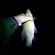 Tench