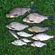Carp bream