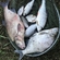 Carp bream