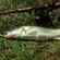 Pike perch