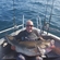 Atlantic cod