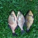 Crucian carp