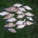 Carp bream