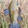 Tench