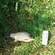 Prussian carp