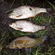 Tench
