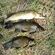Tench