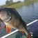 Eurasian perch