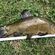 Tench