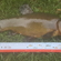 Tench