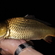 Carp