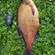 Carp bream