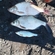 Carp bream