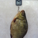 Crucian carp