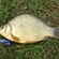 Crucian carp