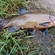 Tench
