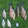 Carp bream
