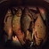 Carp bream