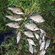 Carp bream